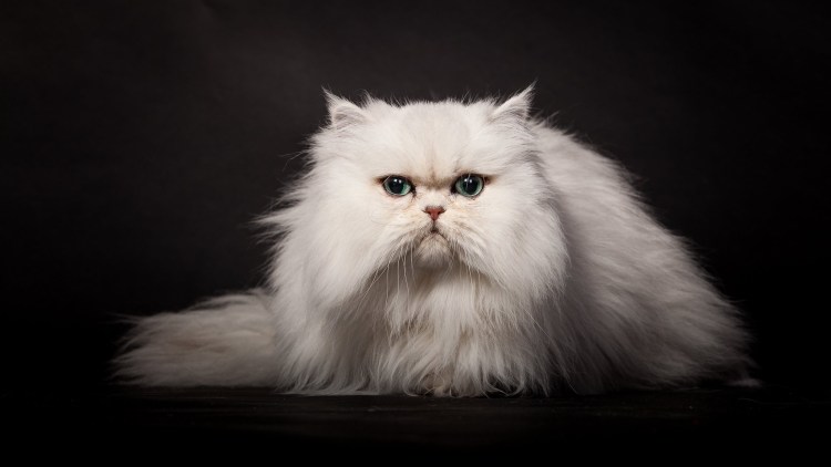 Бывают ли.черные персы