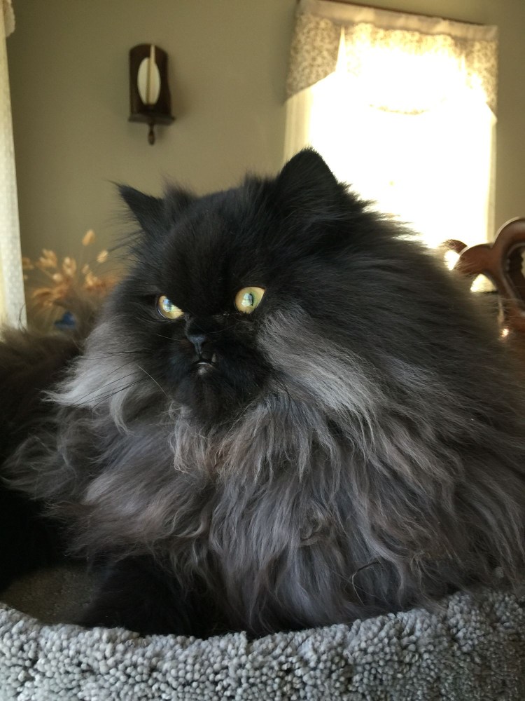 Экзот черный длинношерстный