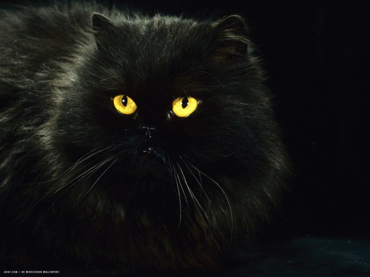 Персидская кошка черная