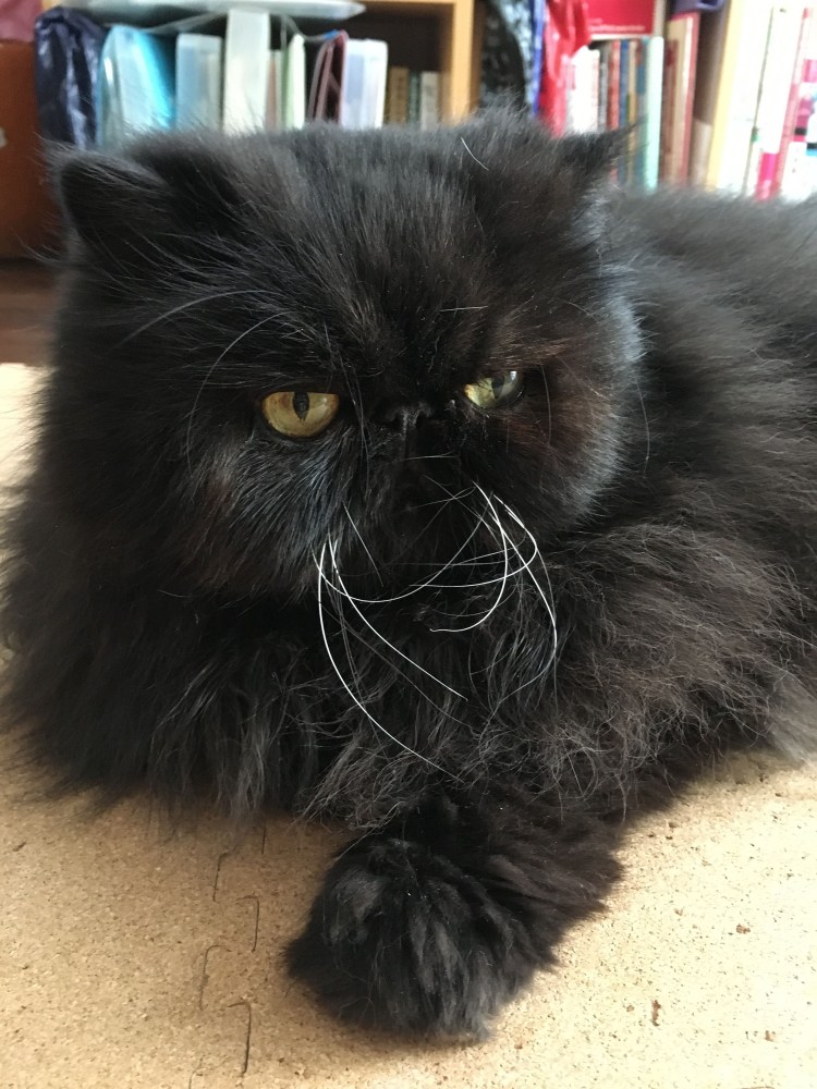 Персидская шиншилла черная