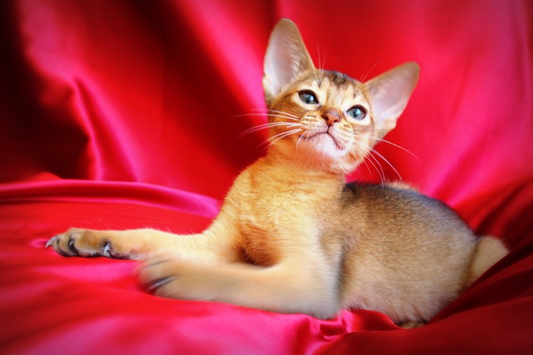 Абиссинская кошка черепаховый окрас