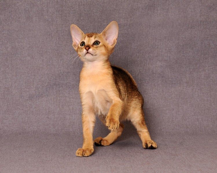 Египетская порода кошек Абиссинская