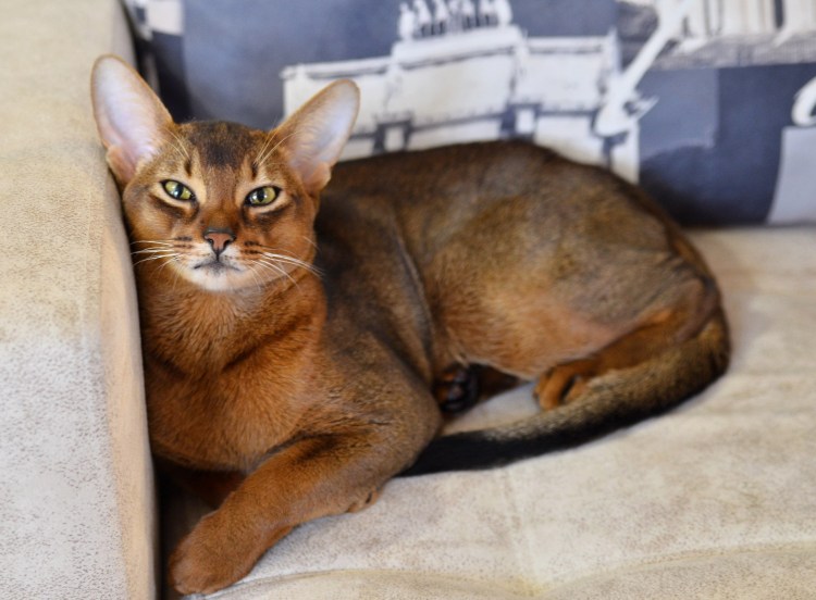 Типы абиссинских кошек