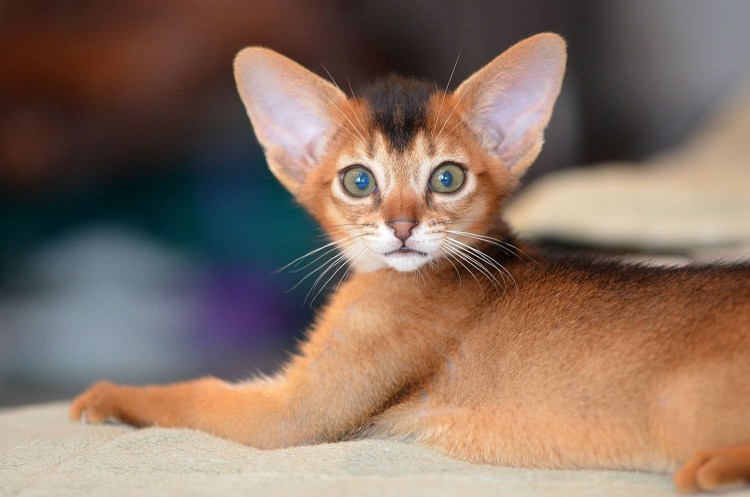 Абиссинский кот черный