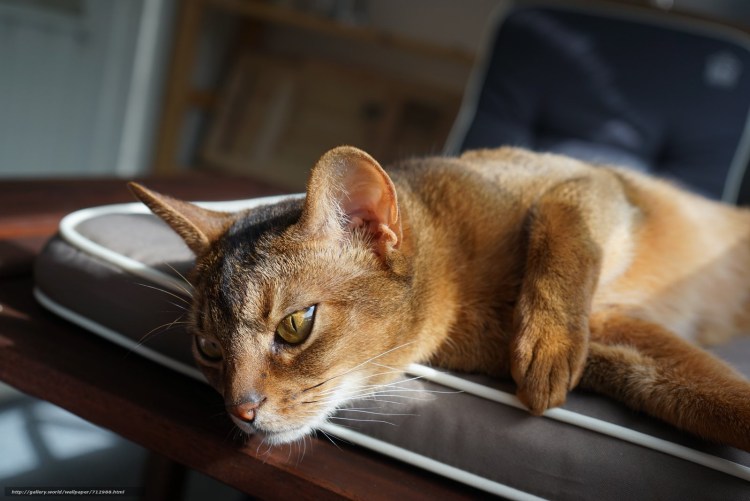 Шотландский абиссинец