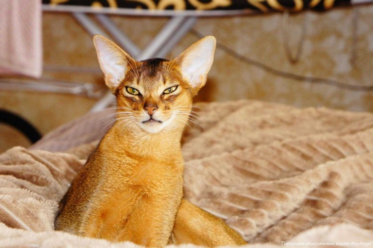 Абиссинская кошка рыжая