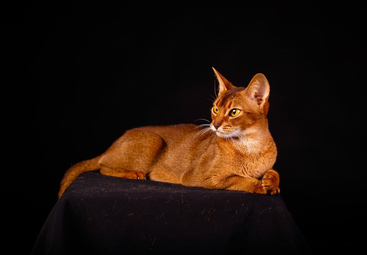 Абиссинский кот