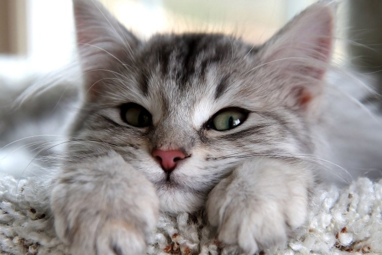 Красивые кошечки