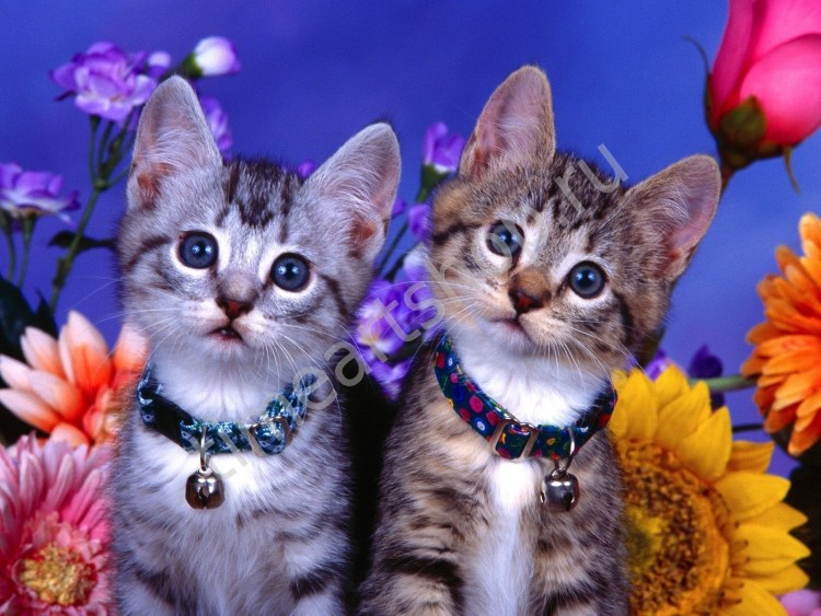 Красивые котятки