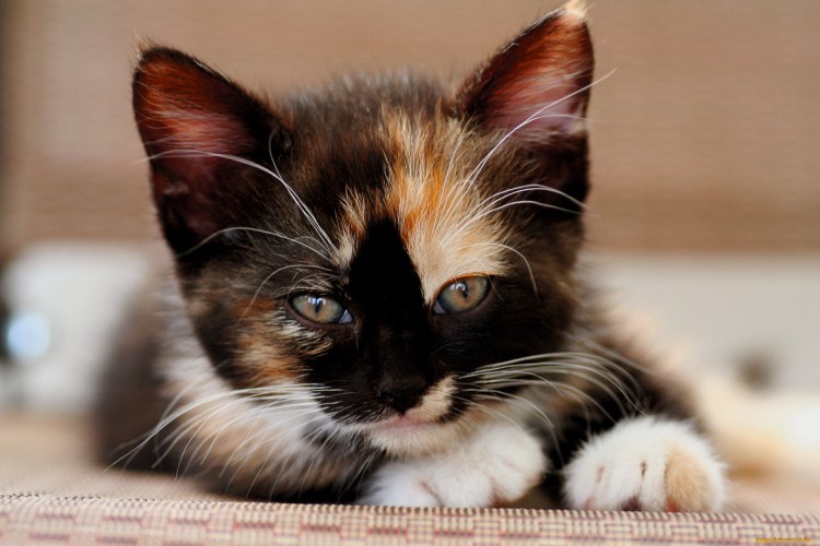 Трехшерстная кошка