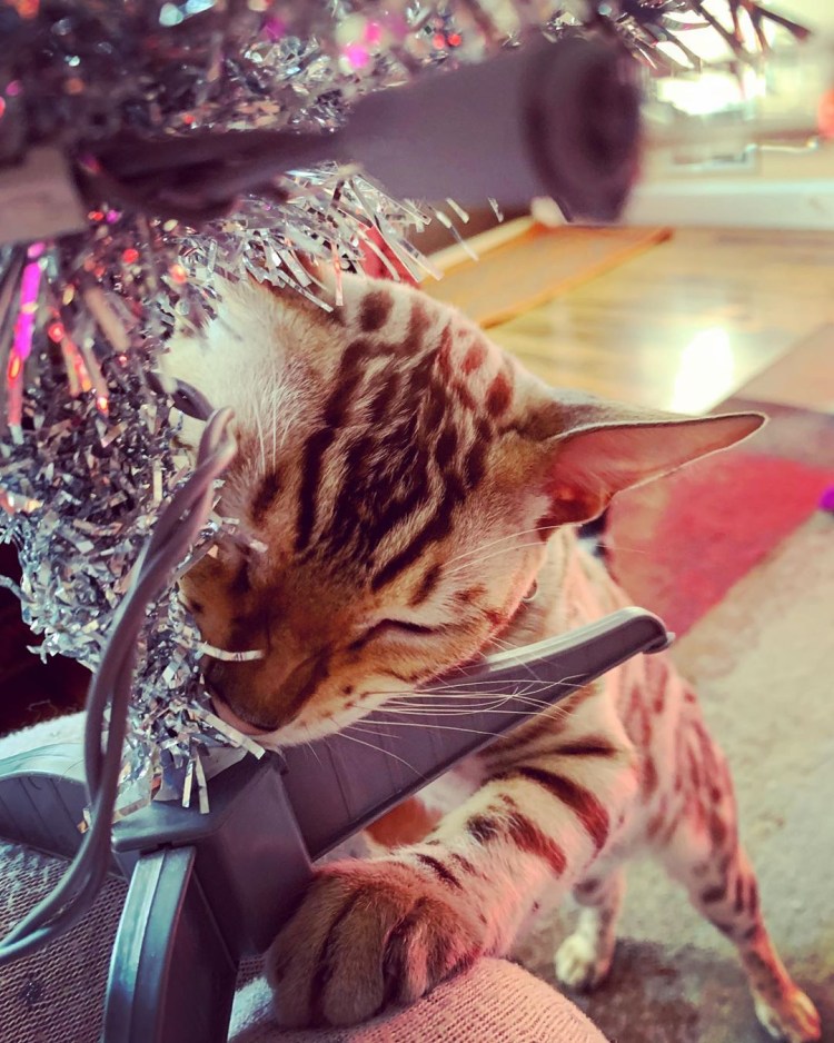 Кошки бенгальской породы