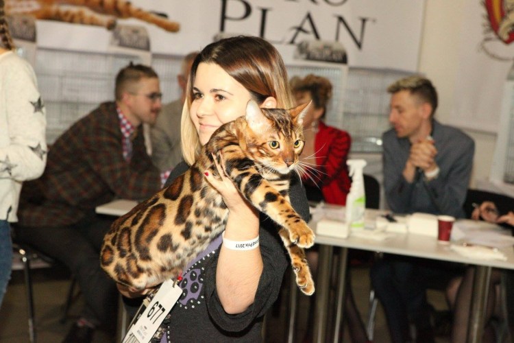 Бенгальский кот выставка