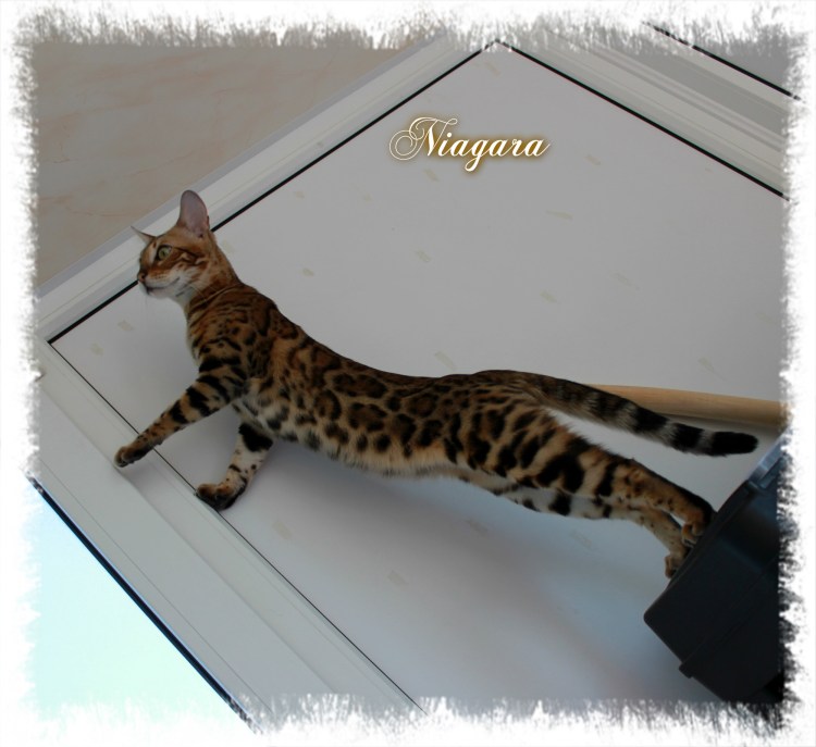 Абиссинская и Бенгальская кошка