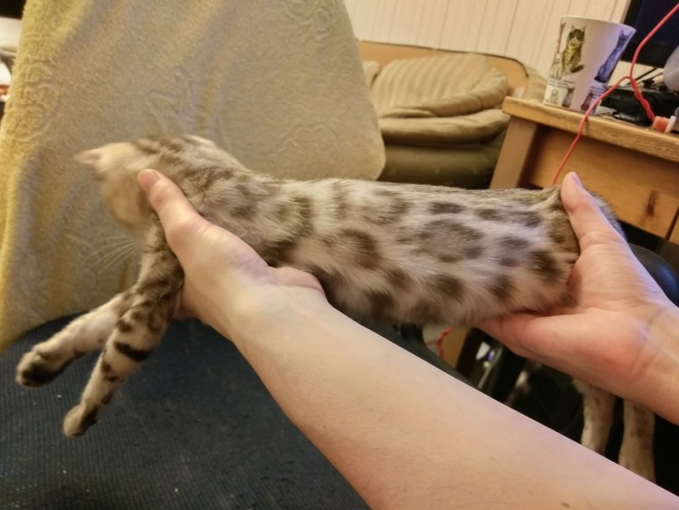 Раскраска бенгальский котенок