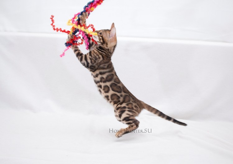 Питомник бенгальских кошек в Санкт-Петербурге