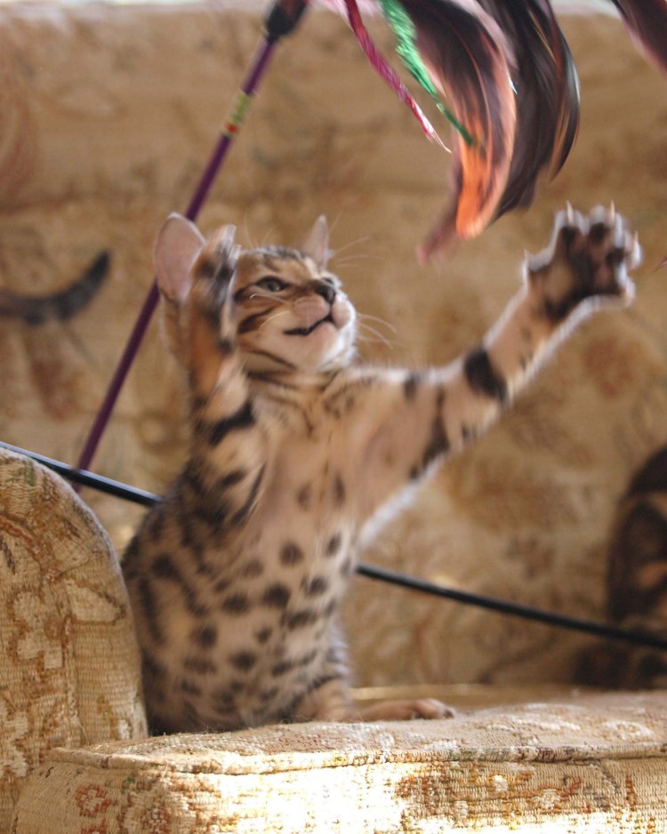 Бенгальская кошка