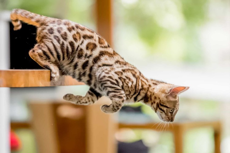 Бенгальские кошки большие добрые