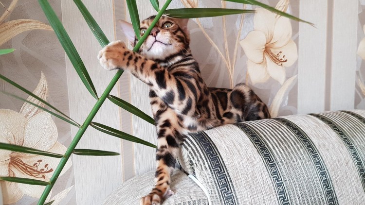 Фотосессия с бенгальским котом
