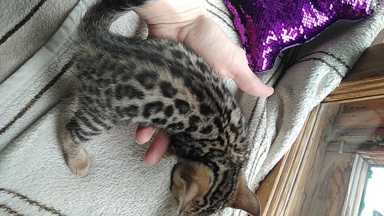 Питомник бенгальских кошек мраморный