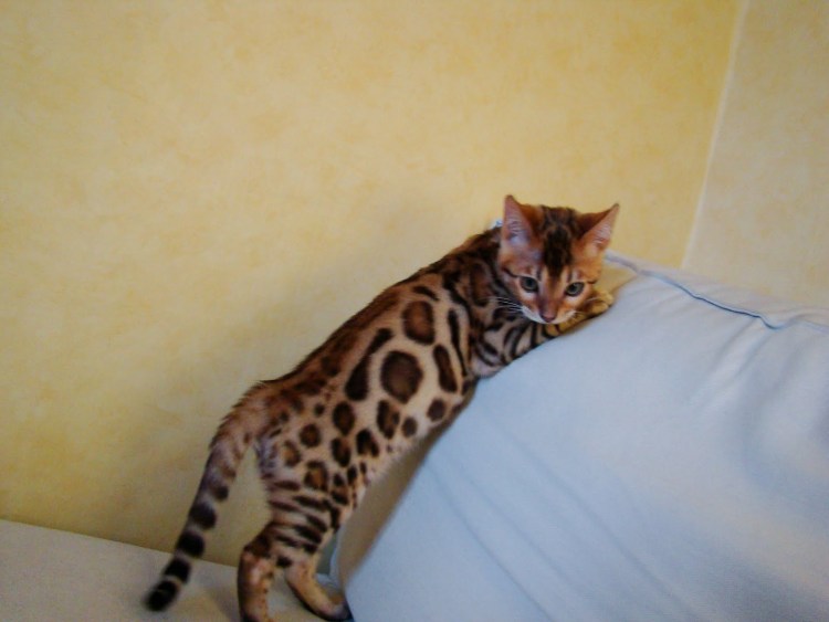 Афина бенгал