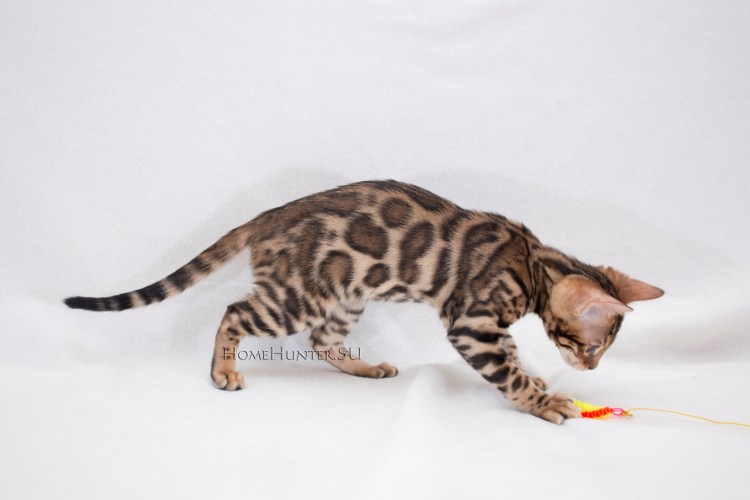 Бенгальская кошка