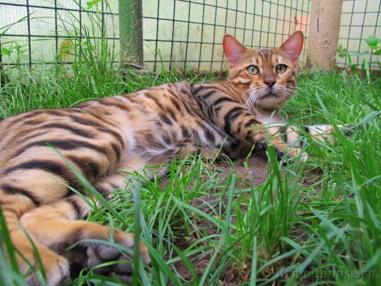 Витамины для бенгальских котов