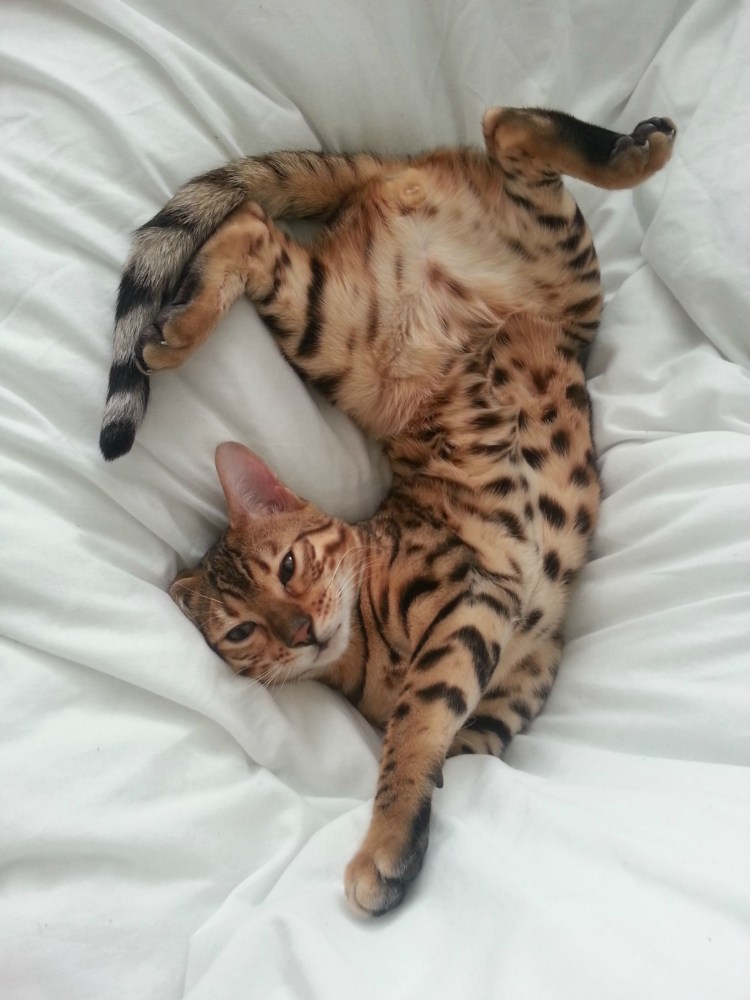 Бенгальская кошка новый год