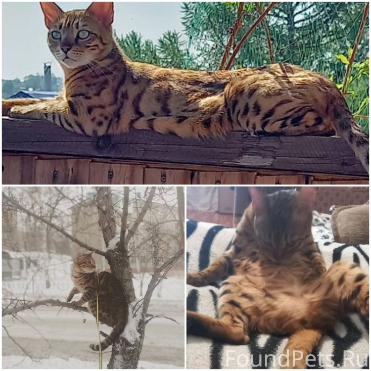 Ёжики и коты