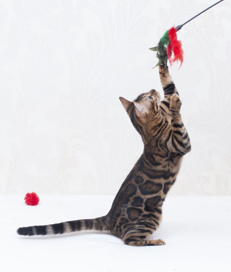 Имена для бенгальских котов мальчиков элитные