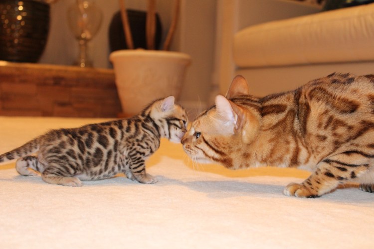 Питомник бенгальских кошек