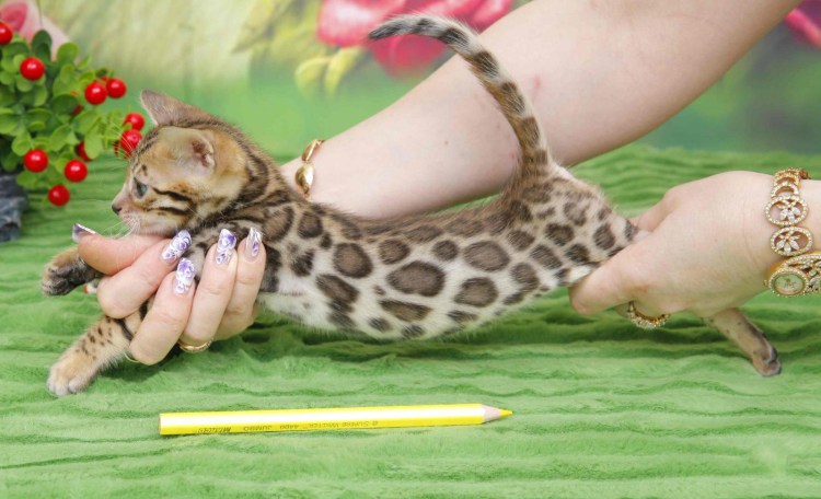 С днём рождения коты бенгалы