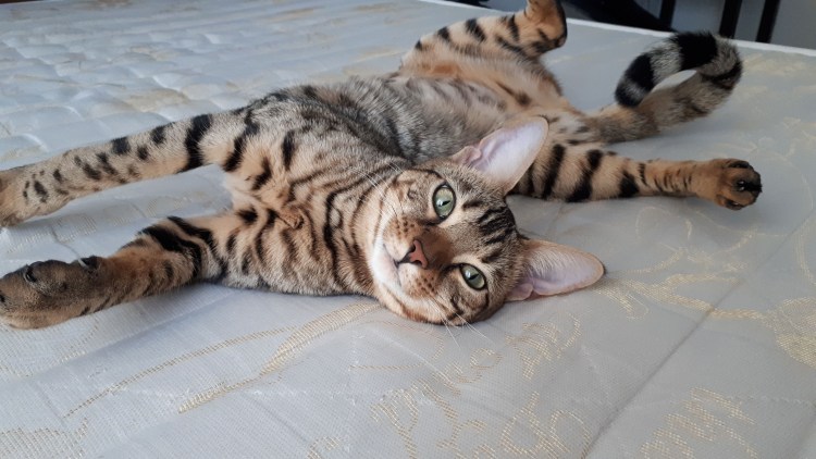 Бенгалы разных окрасов