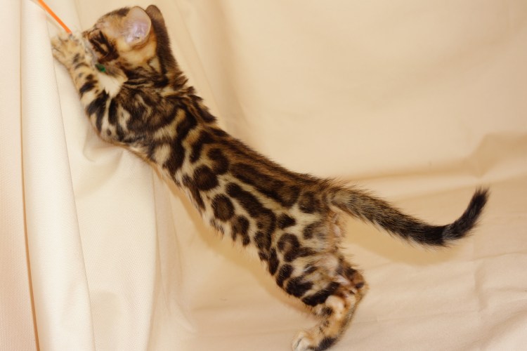 Фотосессия женщина с бенгальской кошкой