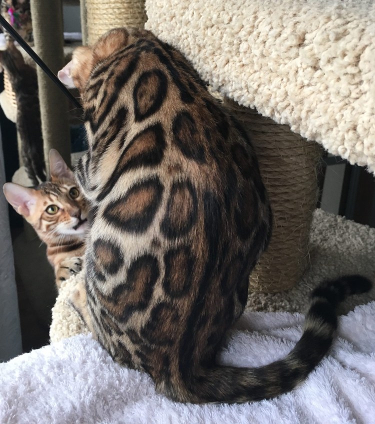 Бенгальский кот зимой