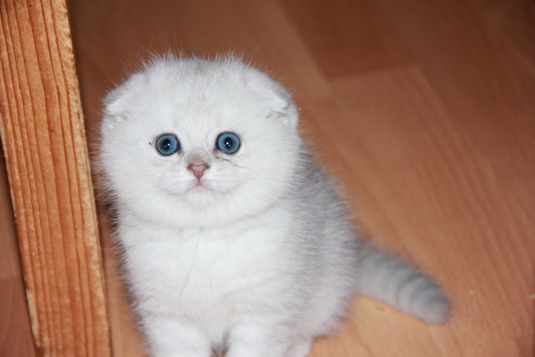 Шотландская вислоухая (или скоттиш-фолд)