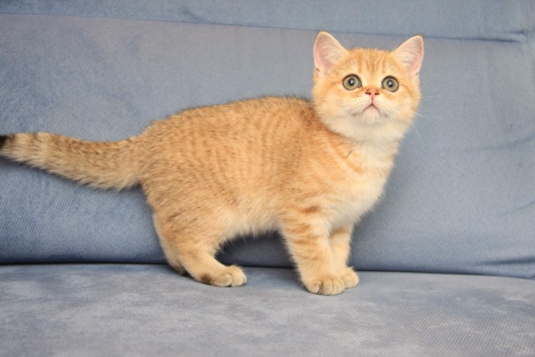 Шотландская короткошерстная Золотая шиншилла