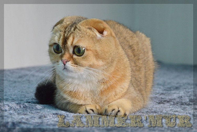 Шотландская вислоухая Золотая шиншилла