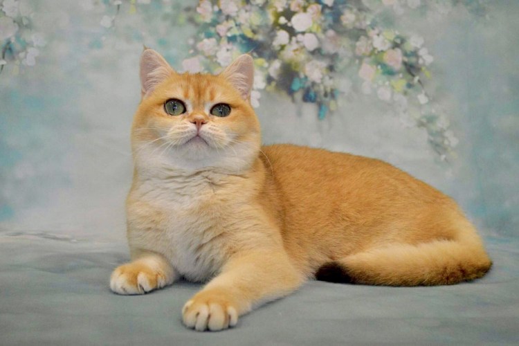 Скоттиш страйт Золотая шиншилла