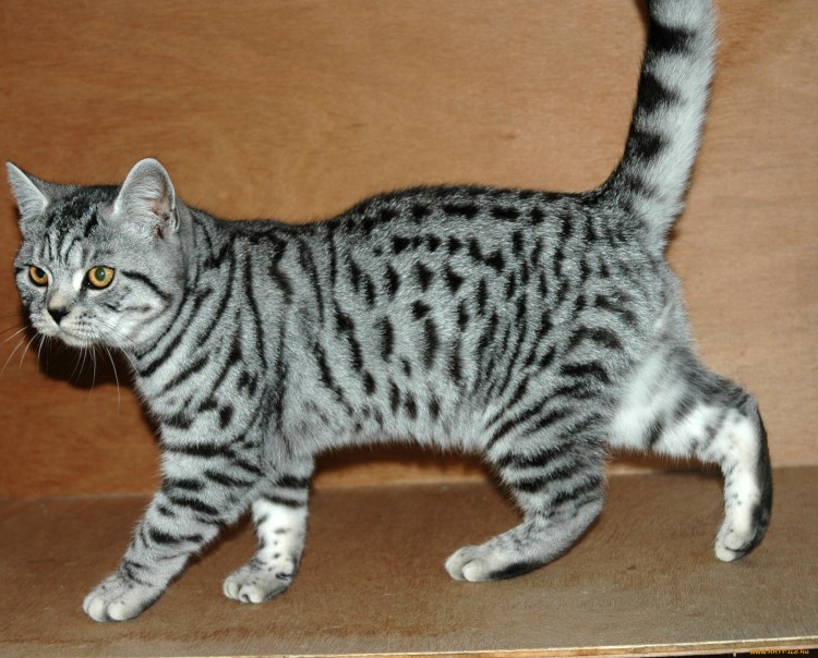 Британская короткошёрстная табби