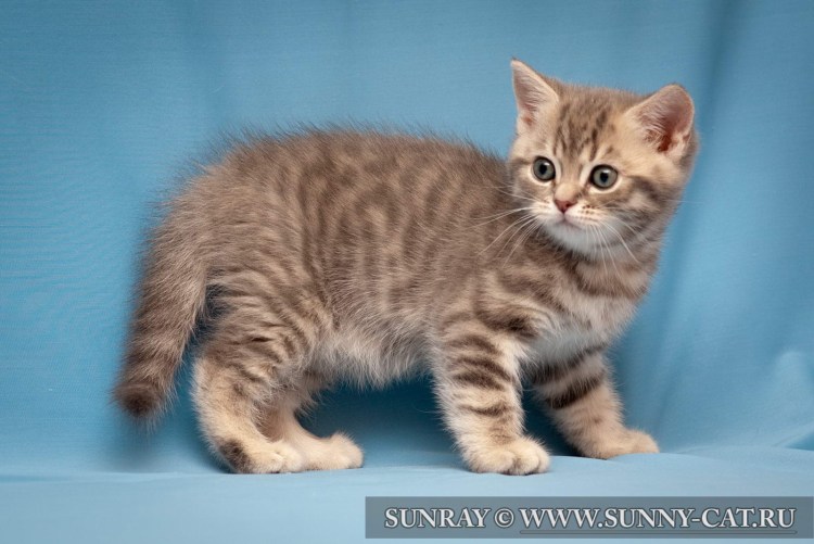 Табби макрель тигровый