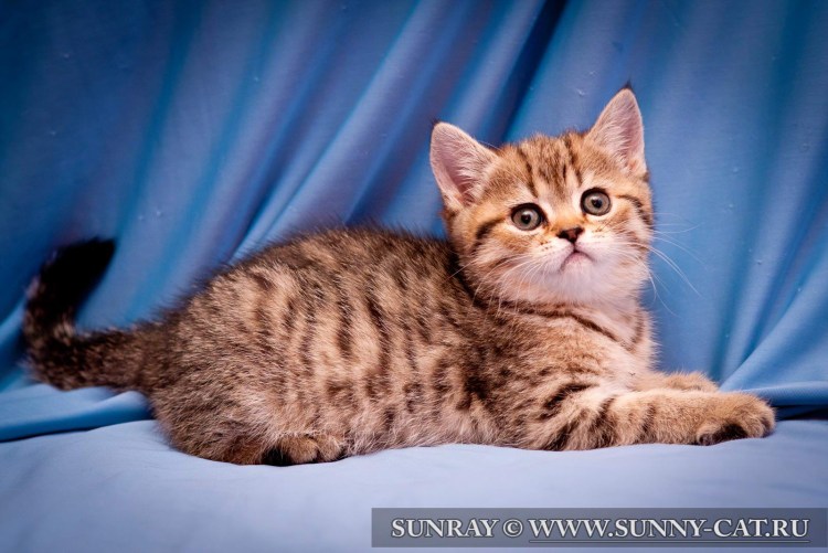 Британская кошка табби