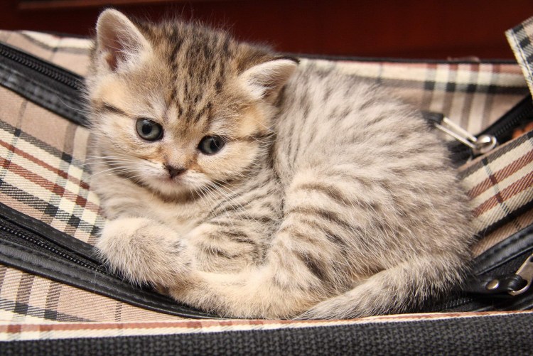 Британец табби