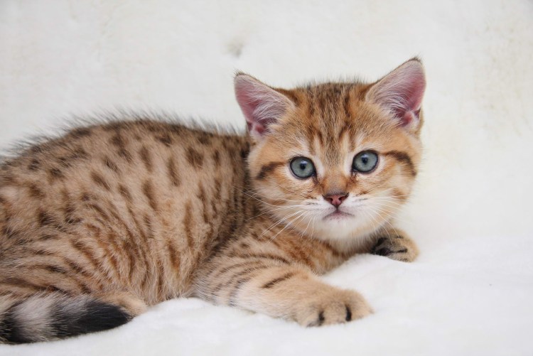 Британская кошка окрас табби