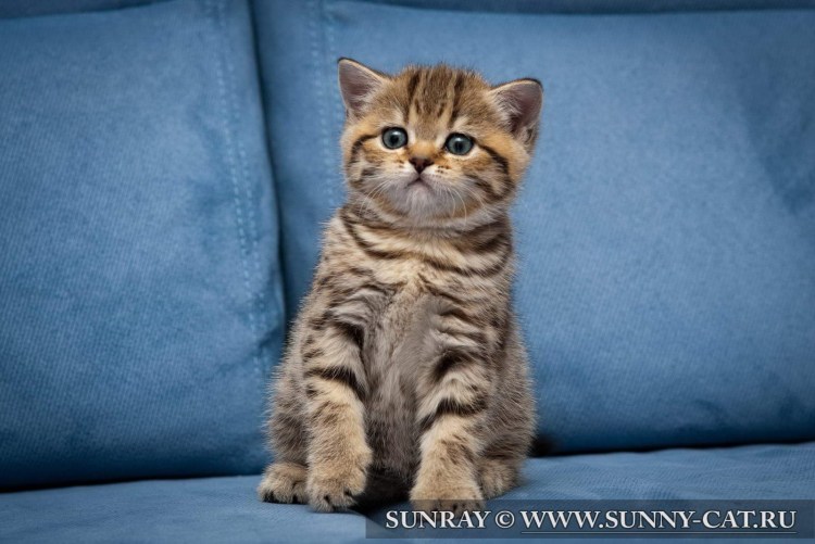 Тигровый британский котенок