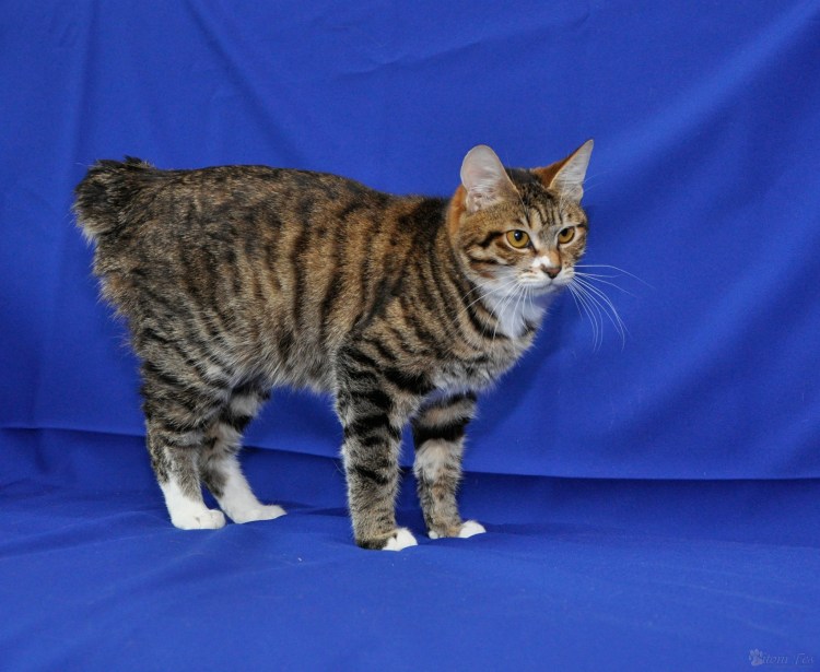 Шотландская скоттиш страйт табби