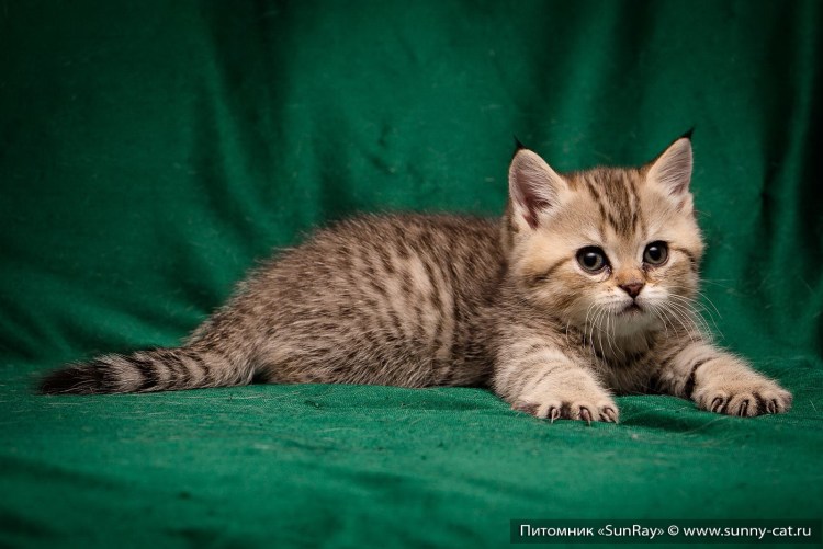 NY 24 окрас британских кошек