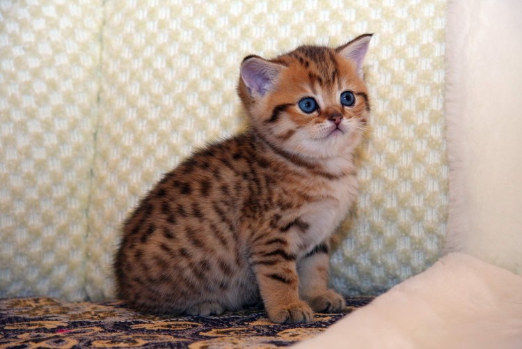 Британский пятнистый табби