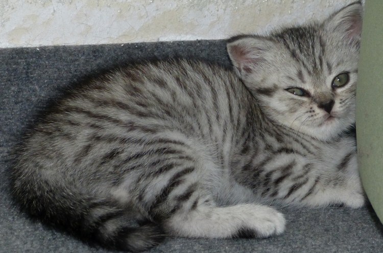 Кошка табби макрель