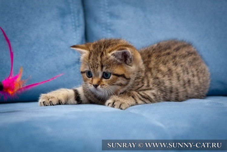 Британец Браун табби котенок