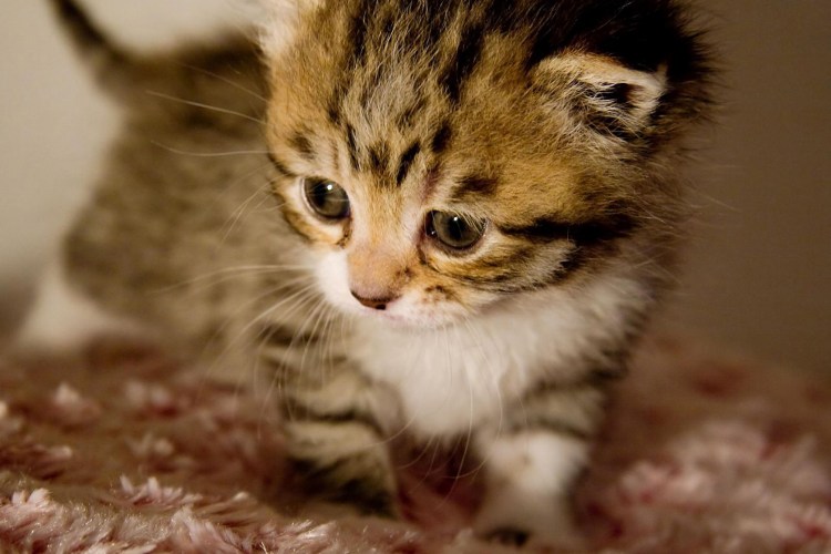 Маленький котенок